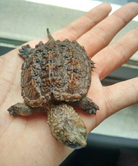 ����ר�ñ���=21