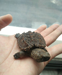 ����ר�ñ���=21