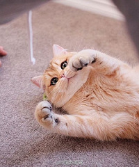 ��ֻè�������Դ����� ��ֱ̫�����ˣ�