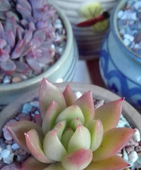 �ֵ���õ�һ�����