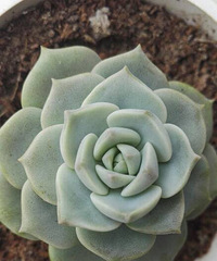 û�·�����