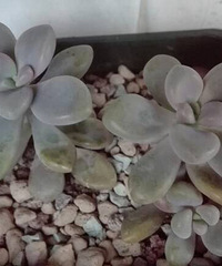 ��̸�λ���ҼҰ���ҶƬ�ϵİߵ�����ô����