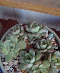 �ֵ���õ�һ�����