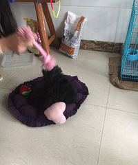 ���˶��ա�+һ���ֶ�����