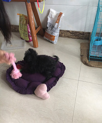 ���˶��ա�+һ���ֶ�����