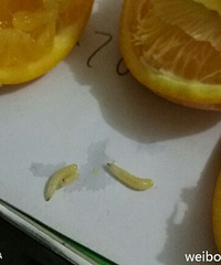 "吃橙子吃出虫子!还能好好的吃橙子吗?"