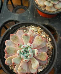 ѩ������צ=ѩצ���Ȱ��أ�