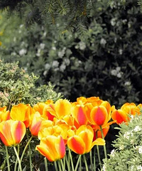 �չ�CD���������ר�á�