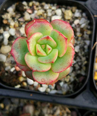 �����۹��