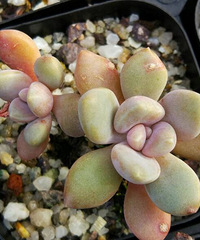 �����۹��