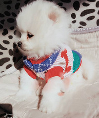 ����Ĳ��������µ�Ѫ��ʲô��������ô��