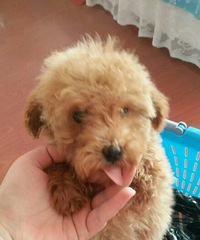 ϴ���裬���