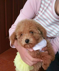 ϴ���裬���