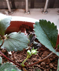 ����ȥ��ˮżȻ���ֲ�ݮ�����ˣ���֪ʲôʱ