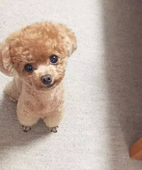 狗狗为什么爱闻屁股?