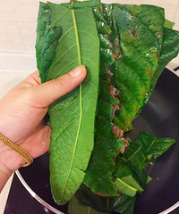 "秋燥感冒咳嗽,我的自用小偏方"