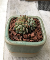 ��������ɹ���ˣ�