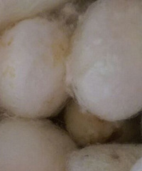 ��˿�� ��˿�����ٷְٴ���˿�� ��˿��һ��