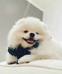 �ر���֪������������ֻ���ë�������һ��ʲô���飡