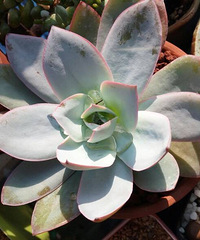 �Լ�¶���ģ���