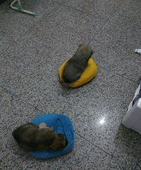 ��·��С��