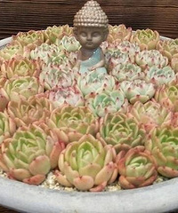 ����Ʊ�������Ķ���