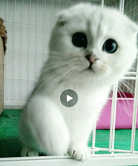 �ұ����ڷ����