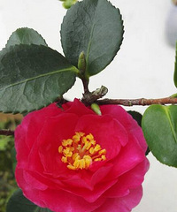 ��ôС��Ҳ�ܿ���