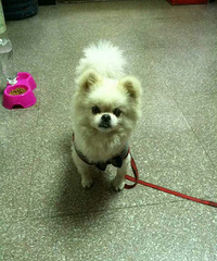 ��æ������