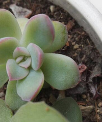 ����С��