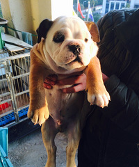 ���ڣ�����ҧ�����������ˡ���