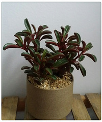 ��Ȼ�������󣬵��Ƕ�����