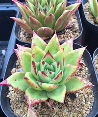 �Ҿ���������ٿ�����