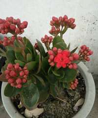 ʥ������