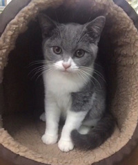 ��è��Ʒ��Ӣ������