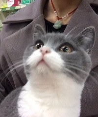 ��è��Ʒ��Ӣ������