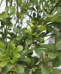 ��һ���¶��ˣ����ǻ���״��Ϊʲô��