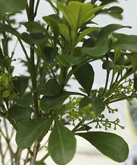 ��һ���¶��ˣ����ǻ���״��Ϊʲô��