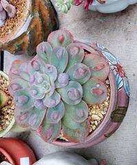 Ԫ��̨�ݶ���չ