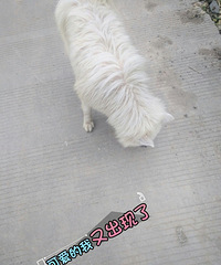 ��ϴ���裬�ͳ�ȥϹ�ܣ���֪���ؼҴ��ɣ���