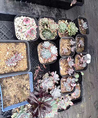 ����һ���Ӷ��⻨԰�����