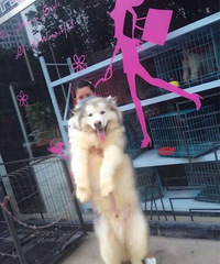 ̨������ĸ�Ļ��Ұ���˹����Ҫ������ ��