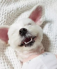 狗狗口臭问题大揭秘!