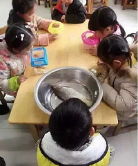 "“带鱼孩子”成网红 父亲:钓的鲤鱼难吃就给"