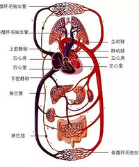 我们要想健康长寿,就要关照好身体的每个系统。