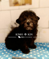 Kimo-kin��3������DD���������У�˫��Ѫͳ