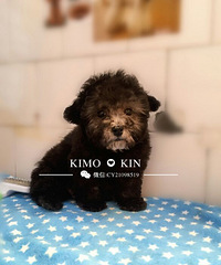 Kimo-kin��3������DD���������У�˫��Ѫͳ