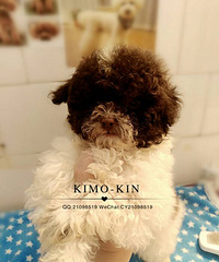 Kimo-kin��5������DD���������ӣ��ɰ׻�Ѫ