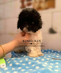 Kimo-kin��3������DD��������è���ڰ׻�Ѫ