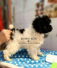 Kimo-kin��3������DD��������è���ڰ׻�Ѫ